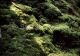 Moss